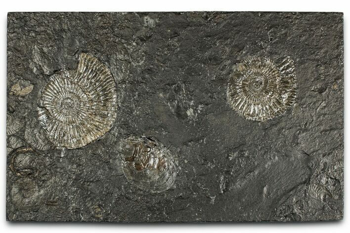Fossil Ammonite Cluster - Posidonia Shale, Germany #350873